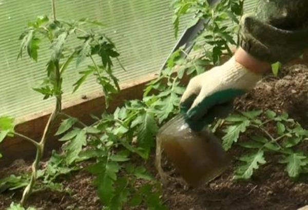 การใส่ปุ๋ยมะเขือเทศ