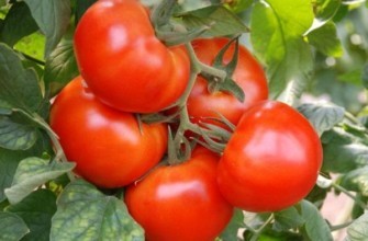 ตลาดมะเขือเทศมหัศจรรย์