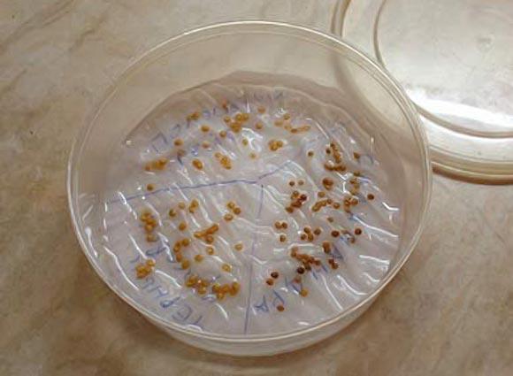 วิธีตรวจสอบการงอกของเมล็ดมะเขือเทศ