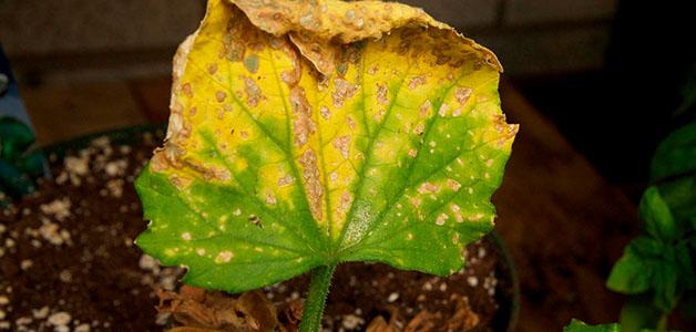 les feuilles jaunissent