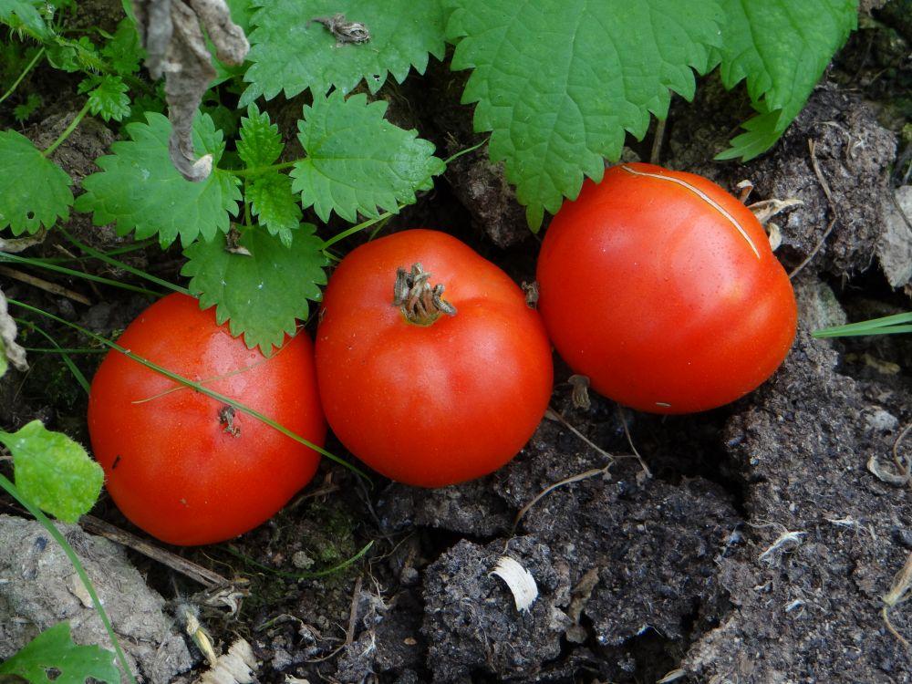 Tomate perce-neige