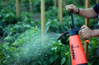 การให้อาหารแก่รากของมะเขือเทศ