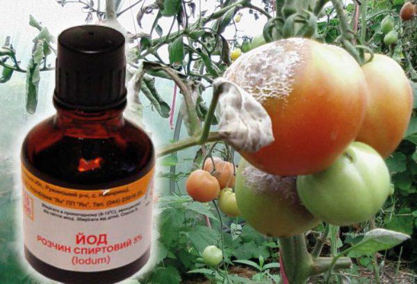 ไอโอดีนสำหรับมะเขือเทศ