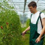 การรักษามะเขือเทศด้วยสารละลายกรดซัคซินิก