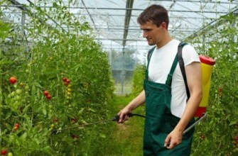 การรักษามะเขือเทศด้วยสารละลายกรดซัคซินิก