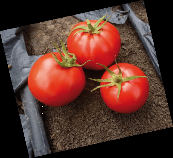 ซุปเปอร์เรด F1