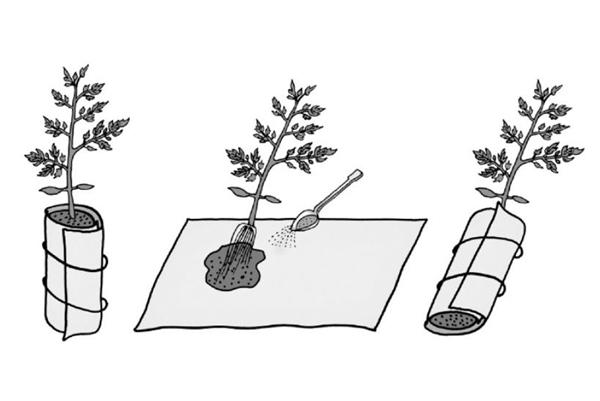 programme de cueillette de tomates