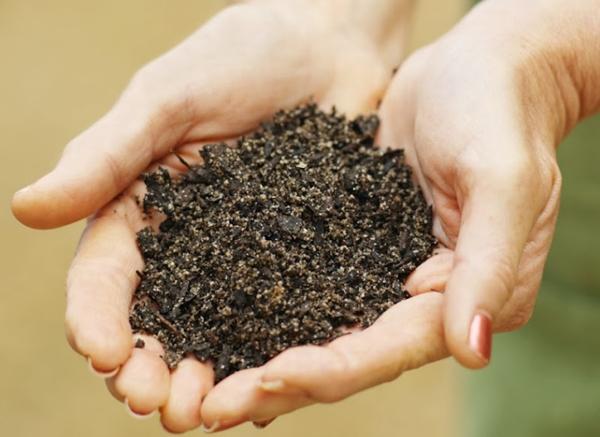 ปุ๋ยหมักสำหรับมะเขือเทศ