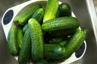 คลาวเดีย อะโกร เอฟ1