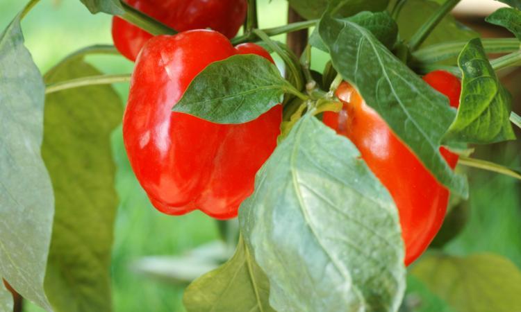 พริกไทยไทรทัน