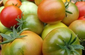 การขาดสารอาหารในมะเขือเทศ