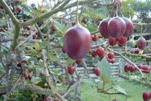 ผลไม้ทามาริลโลคืออะไร กินอย่างไร และปลูกต้นมะเขือเทศอย่างไร