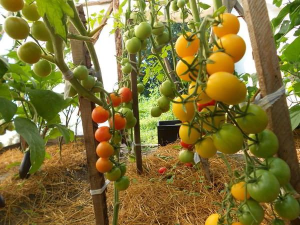 มะเขือเทศสีเหลืองในเรือนกระจก