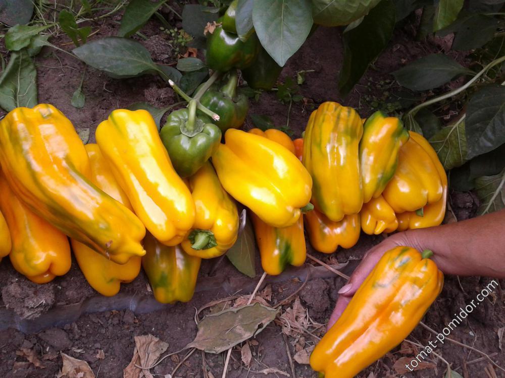 พริกเจมินี่ F1