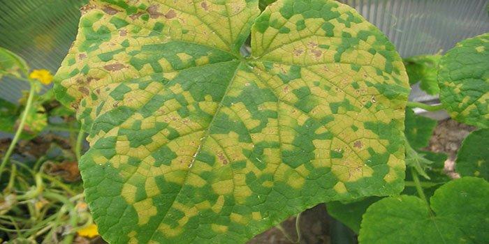 จุดสีเหลืองบนใบ