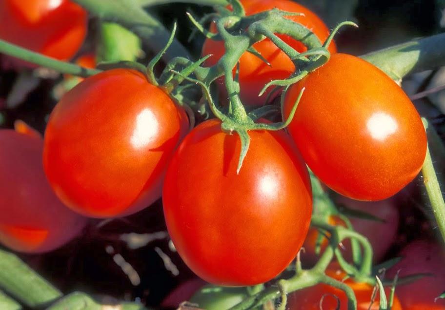 tomates rouges