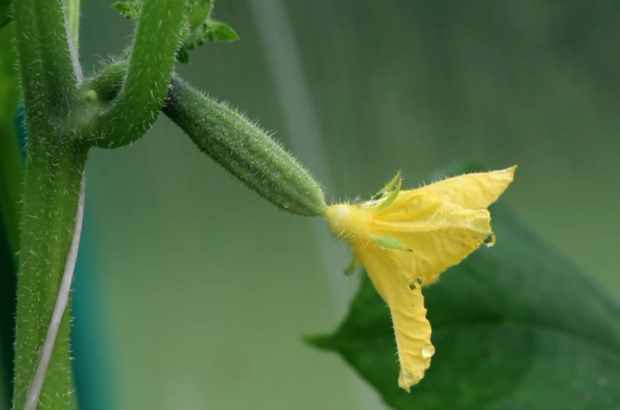 การออกดอกของแตงกวา