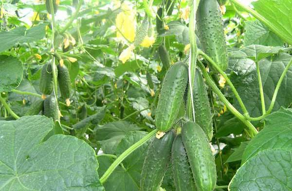 ต้นแตงกวา