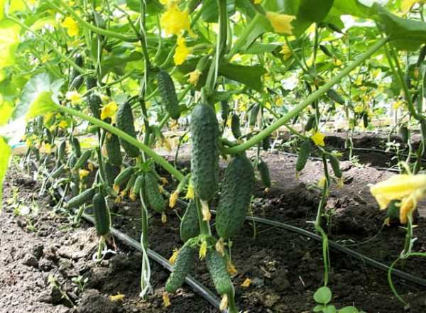 แตงกวาสด