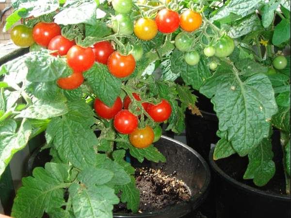 tomates cerises rouges