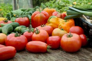 คำอธิบายพันธุ์มะเขือเทศผสมเกสรเองที่ดีที่สุดสำหรับเรือนกระจก