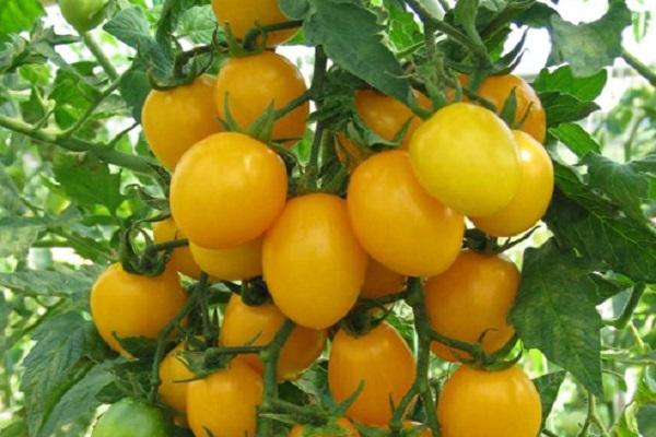 ลูกอมน้ำผึ้ง