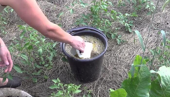 การแช่หญ้าหางหมา