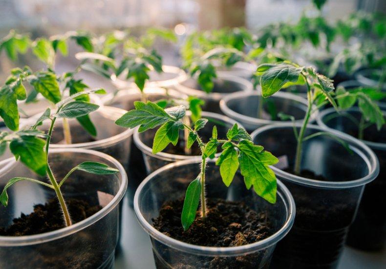 ต้นกล้าในถ้วย