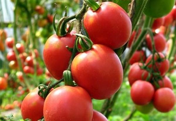 ต้นมะเขือเทศในพื้นที่โล่ง