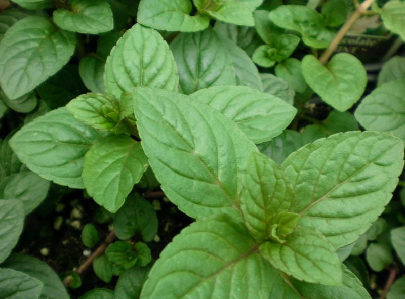 menthe dans le jardin