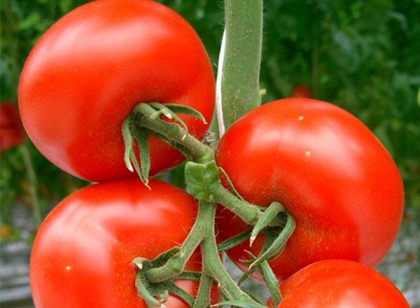 โดบรุน เอฟ1