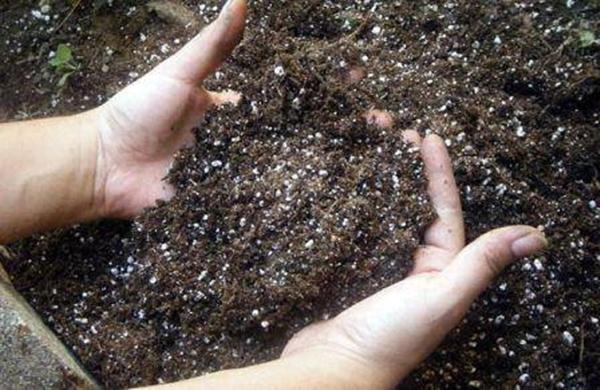 ดินที่ใส่ปุ๋ยฟอสฟอรัสเพื่อปลูกมะเขือเทศ