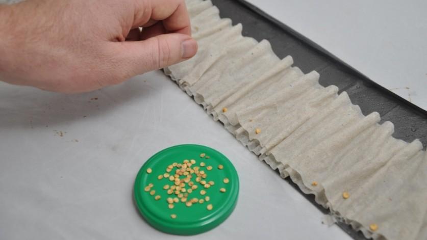 การปลูกมะเขือเทศ