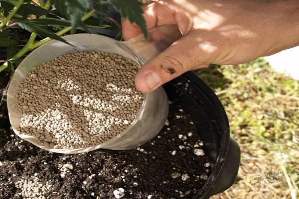 การใส่ปุ๋ยมะเขือเทศด้วยซุปเปอร์ฟอสเฟต