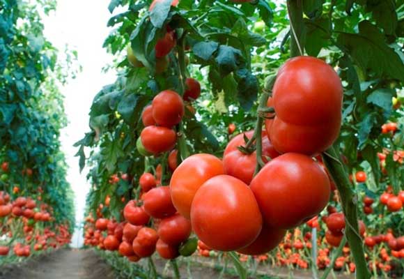 มะเขือเทศสูง