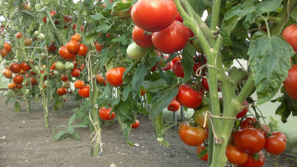 buissons de tomates