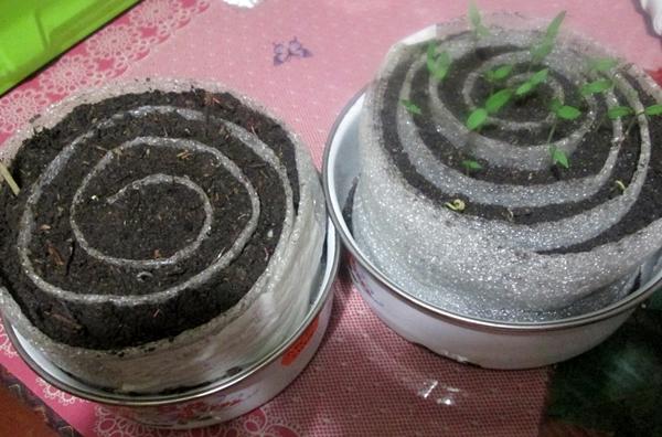 มะเขือเทศในหอยทาก