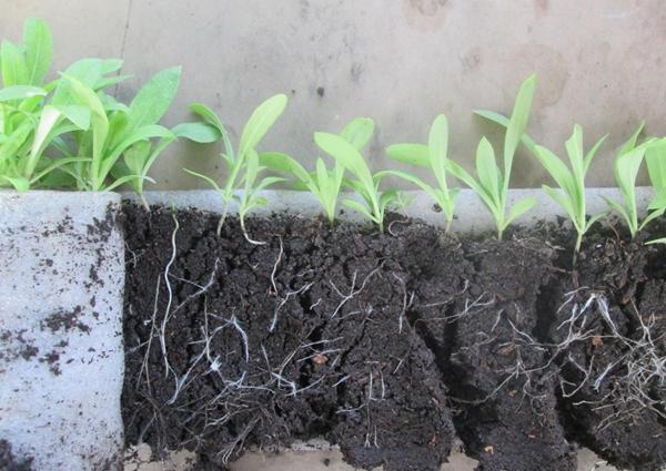 การเตรียมมะเขือเทศสำหรับการปลูก