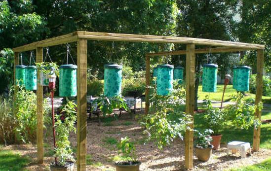 cultiver des tomates