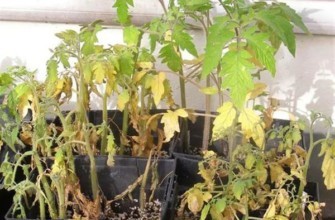 ต้นกล้ามะเขือเทศเหี่ยวเฉา