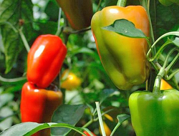 พริกอาราป