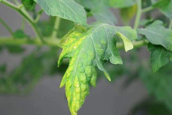 การขาดสารอาหารในมะเขือเทศ