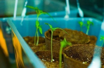 การเจริญเติบโตของต้นกล้ามะเขือเทศ