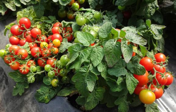 มะเขือเทศเชอร์รี่