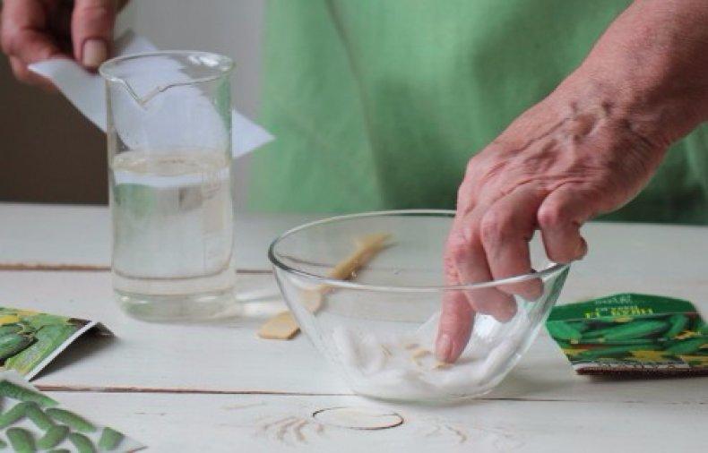 การบำบัดเมล็ดพันธุ์