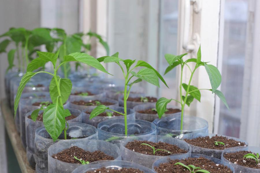 ต้นกล้ามะเขือเทศ