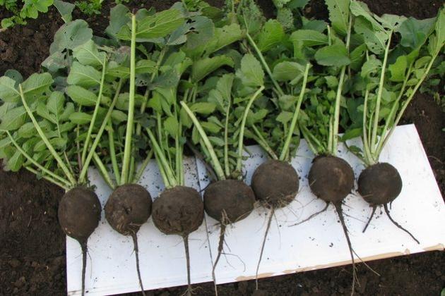 radis dans le jardin