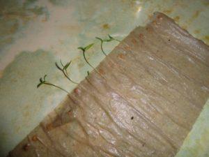 วิธีใหม่และดีกว่าในการปลูกต้นกล้ามะเขือเทศโดยไม่ต้องใช้ดินและกฎการปลูก