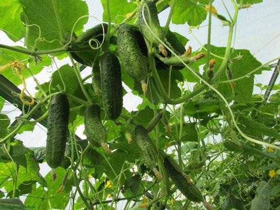 concombres dans le jardin