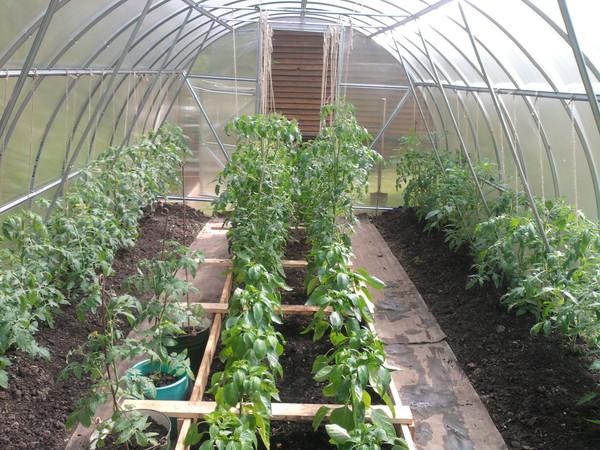 มะเขือเทศที่ปลูกในเรือนกระจก